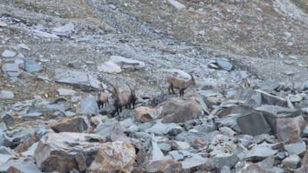 Geführte Tour auf den Großglockner über den Stüdlgrat: Steinböcke am Weg zur Stüdlhütte